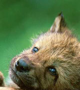 Wolf Cub