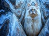 Gula Kitty