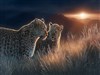 Two Cubs