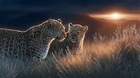 Two Cubs