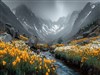 Daffodil Valley