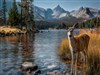 Deer Lake Camp