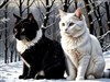 Black and white