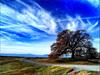 Oak on Sunset Hill