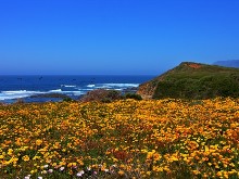 Spring on the West Coast