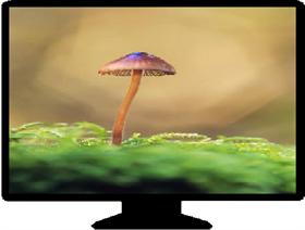 my computer-mushroom xp