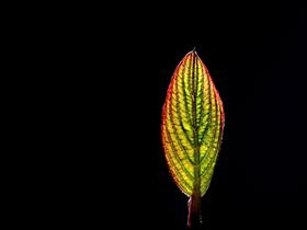 The Leaf