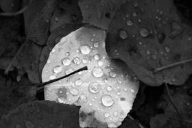 Black and white leaf