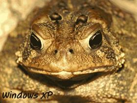 Jabba the Toad