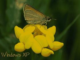 Yellow Resting Place