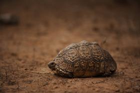 Tortoise