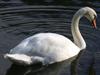 Swan