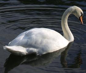 Swan