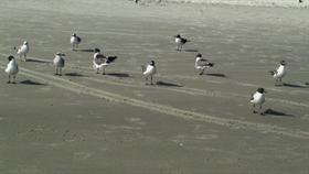 Watching the Gulls Go By