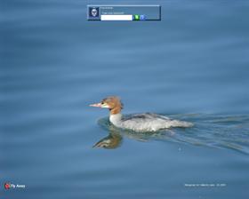 Merganser on Vallecito Lake