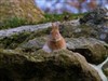 Rabbit on The Rocks