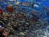 Fishy Cool School