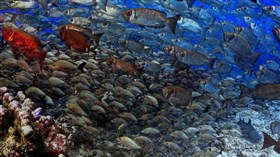 Fishy Cool School