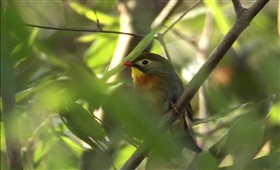 Red-Billed Leiothrix