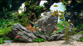 Aquarium Fish af3