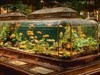 4K Aquarium Exhibit