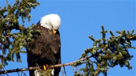 Bald Eagle