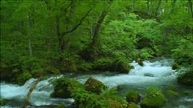 Green Forest River