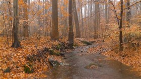 Autumn Rain