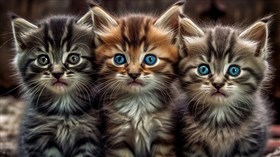 4K Kittens