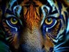 4K Eye of the Tiger