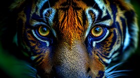 4K Eye of the Tiger