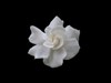 Gardenia 1920 X 1200