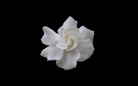 Gardenia 1920 X 1200