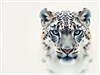 Snow leopard