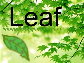 Leaf