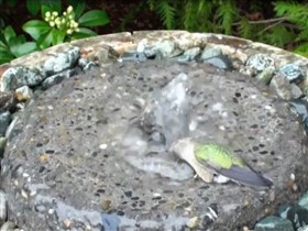 hummingbird fountain