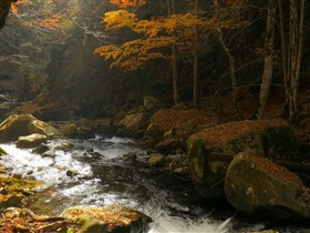 deep autumn forest stream