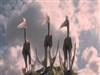 The Three Stooges Pteranodon 2