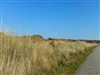 Dunes of Langeoog