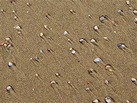 North Sea Shells