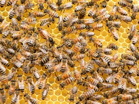 Swarm of Bees