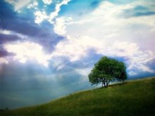 Lonely Tree by night-fate