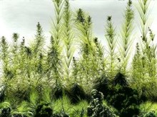 Field of Dreams