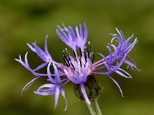 Blue Flower