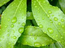 Rainforest Leaves