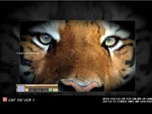 tiger logon xp