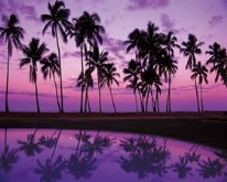 Shades of Purple