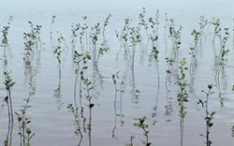 River Plants