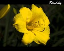 Daylily