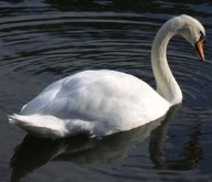 Swan